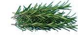 Rosemary